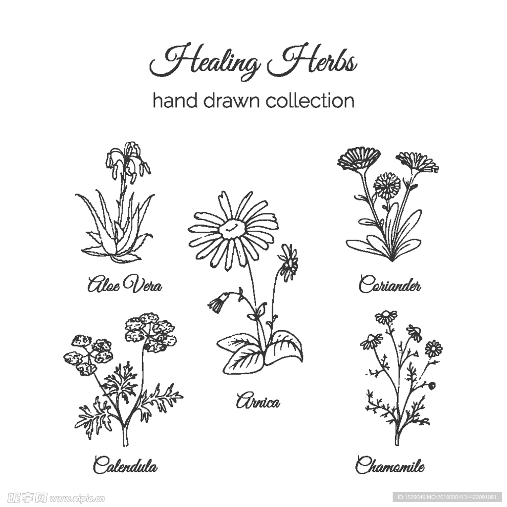 手绘黑白花卉