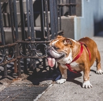斗牛犬