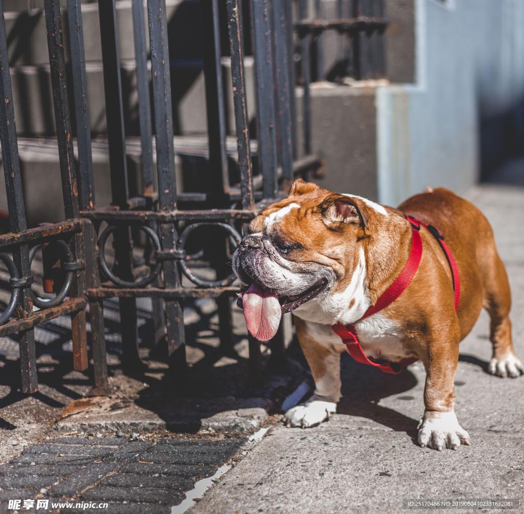 斗牛犬