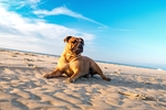 斗牛犬