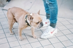 斗牛犬