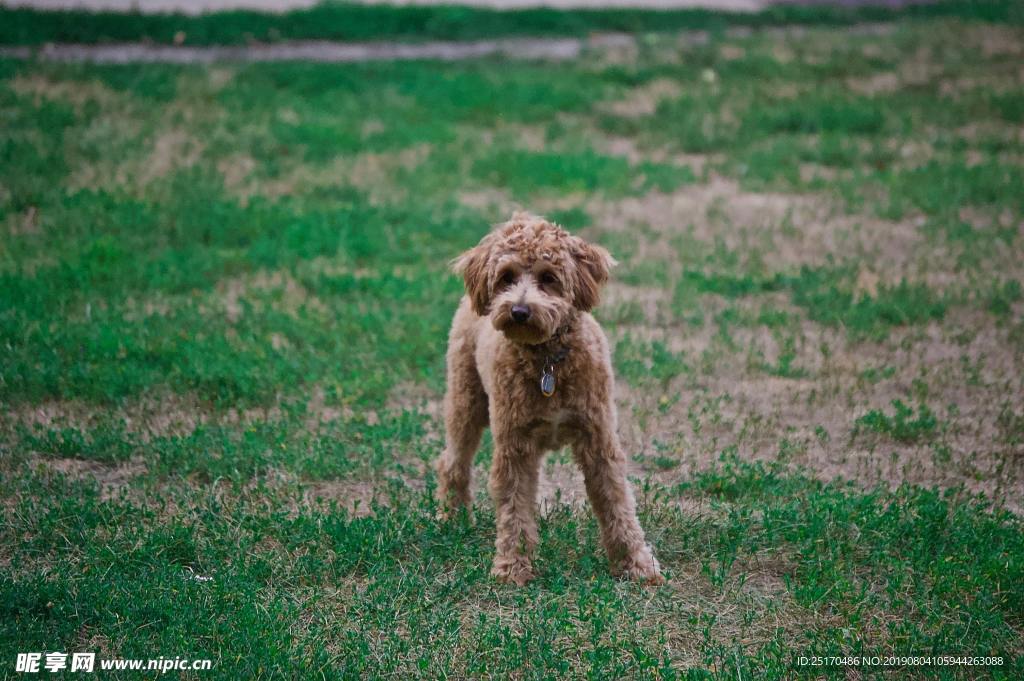 贵宾犬