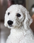 贵宾犬