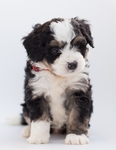 贵宾犬