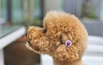 贵宾犬
