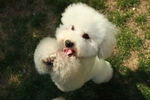 贵宾犬