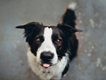 边境牧羊犬