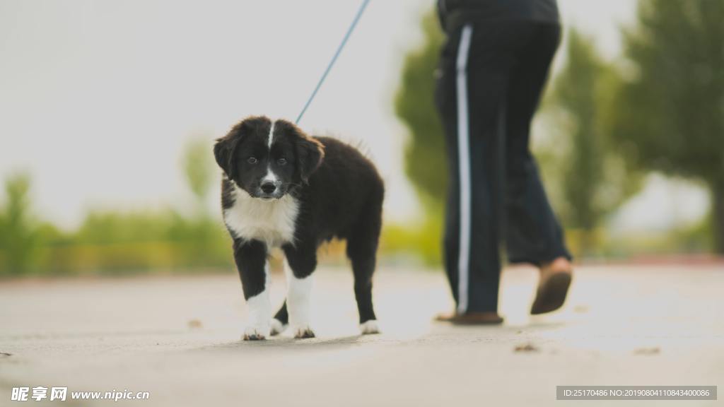 边境牧羊犬