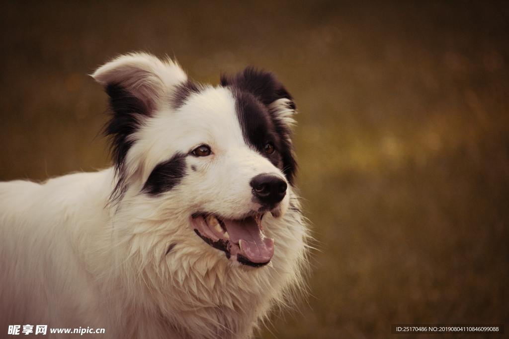 边境牧羊犬