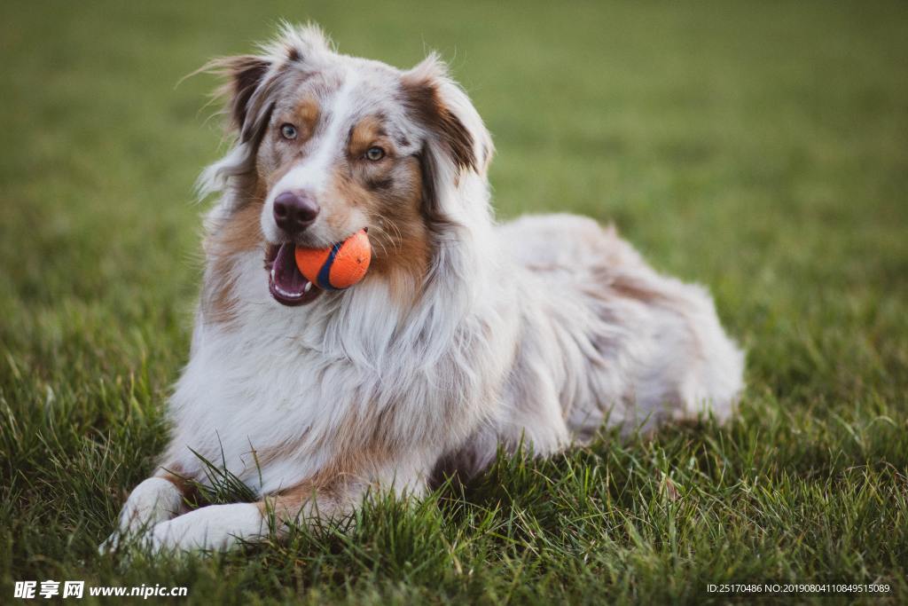 边境牧羊犬