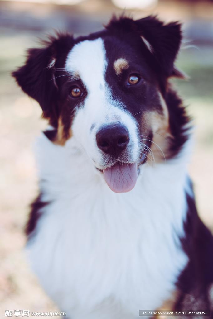 边境牧羊犬