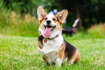 秋田犬