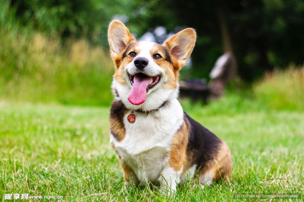 秋田犬