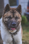 秋田犬