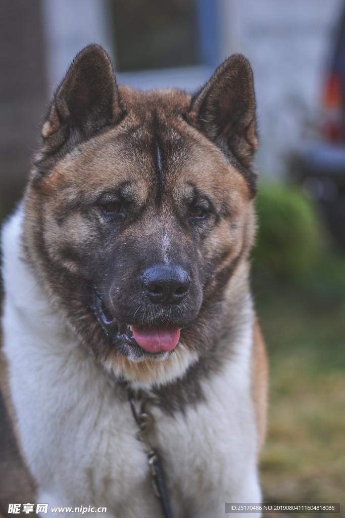 秋田犬