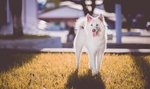 秋田犬