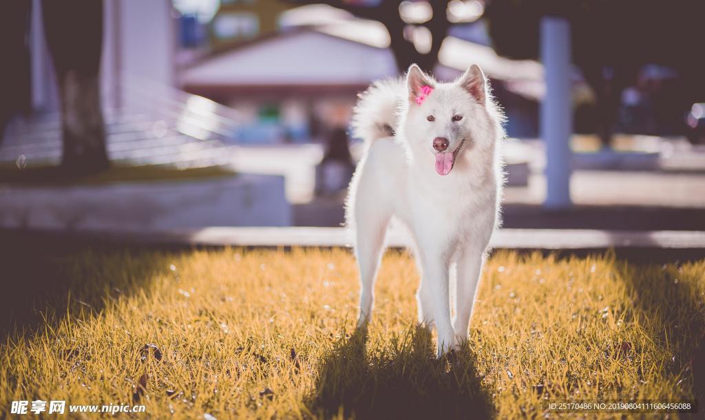 秋田犬