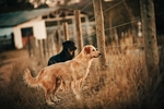 金毛犬