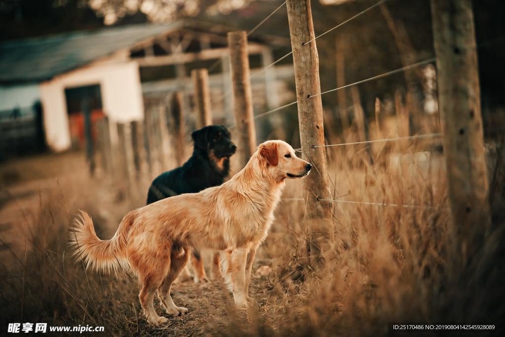 金毛犬