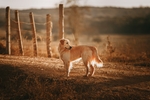 金毛犬