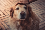 金毛犬