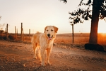 金毛犬