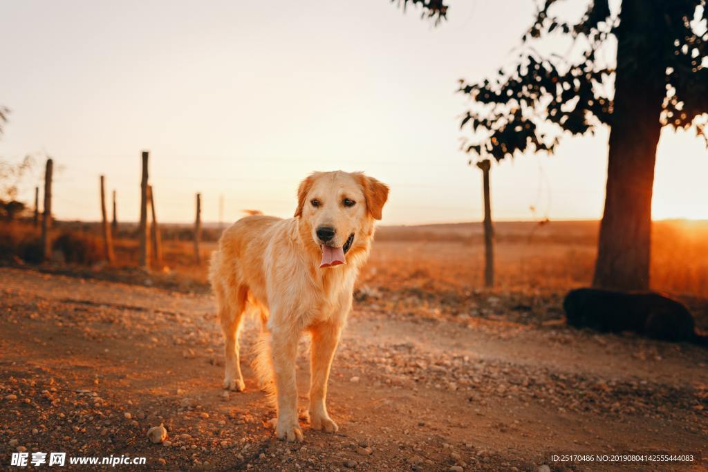 金毛犬