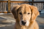 金毛犬