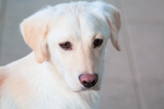 金毛犬