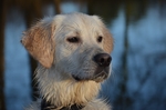金毛犬