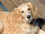 金毛犬