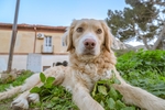 金毛犬