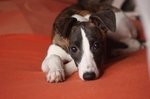 惠比特犬