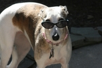 惠比特犬
