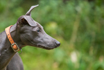 惠比特犬