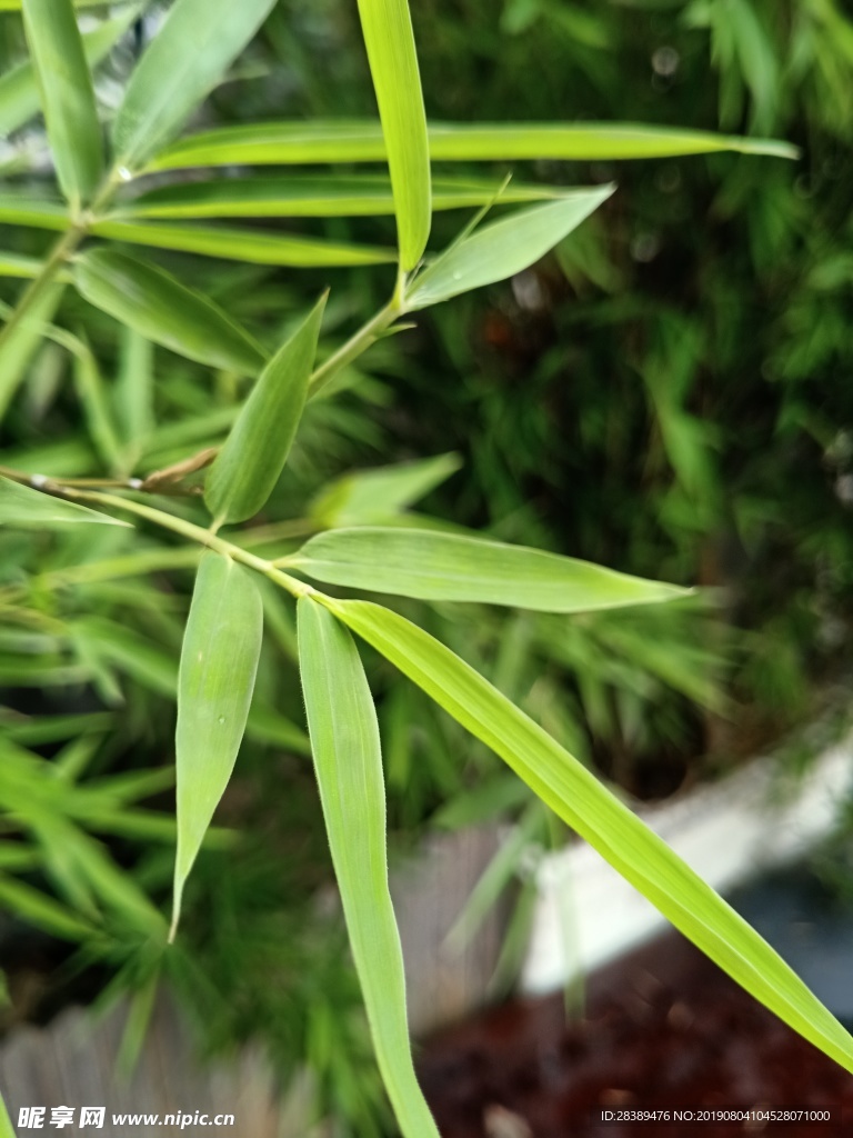 绿色植物背景 藤蔓  盆栽