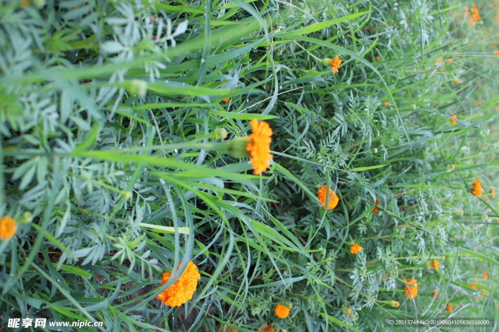 野生菊花开封特产