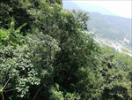 山中树林