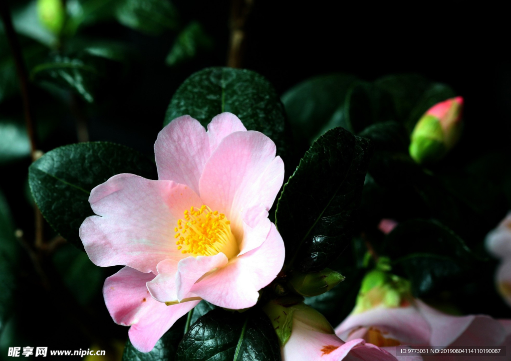 茶花