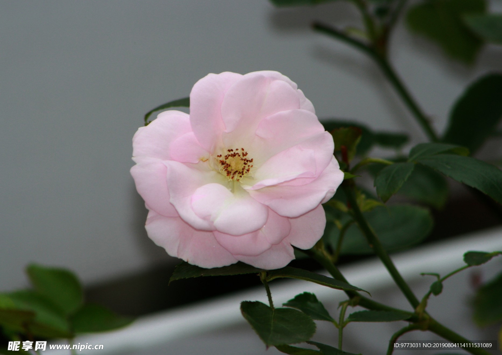 茶花