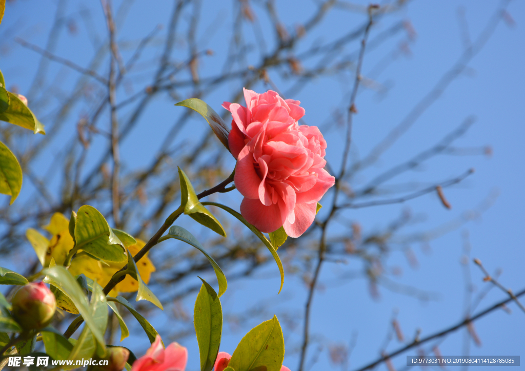 茶花