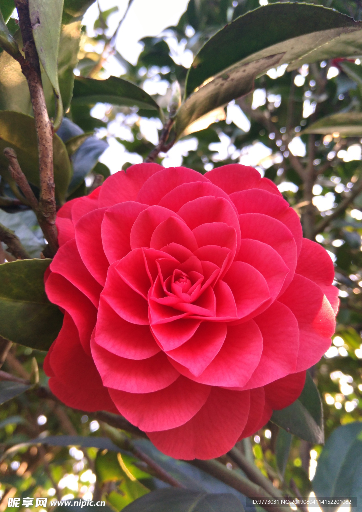 茶花