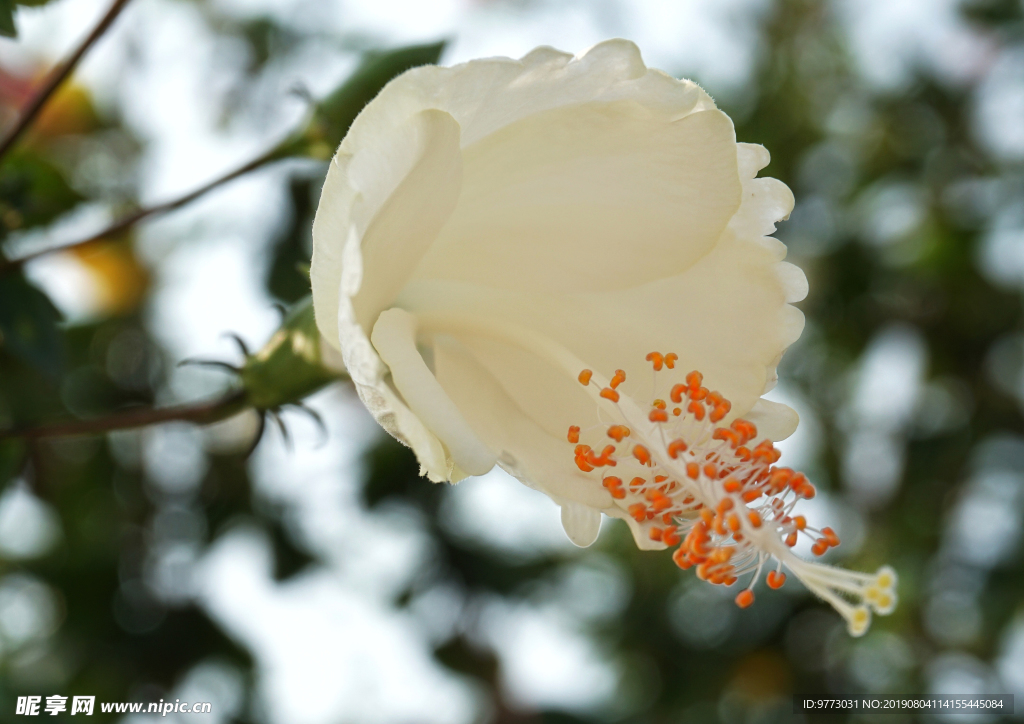 茶花