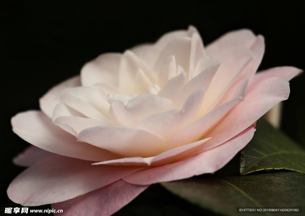 茶花