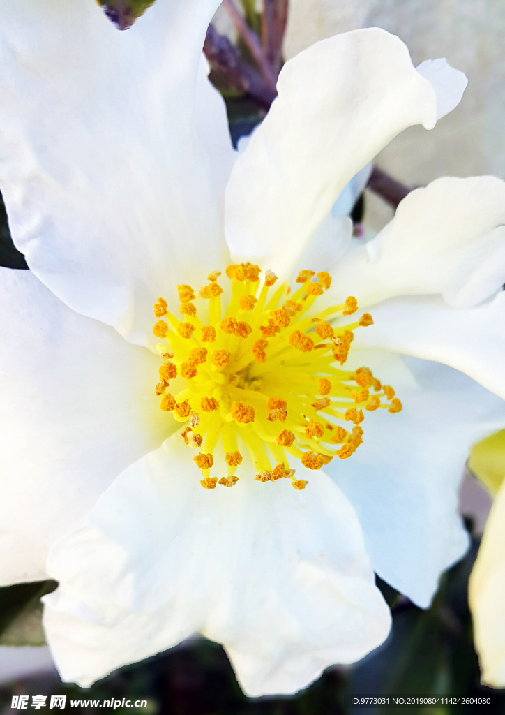 茶花
