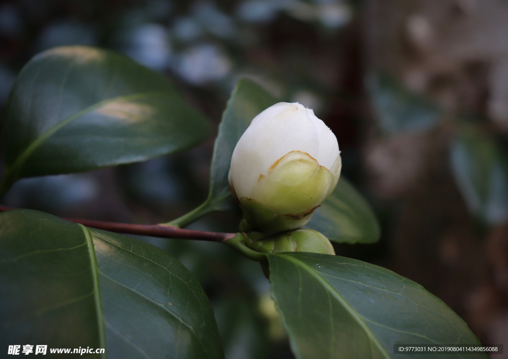 茶花