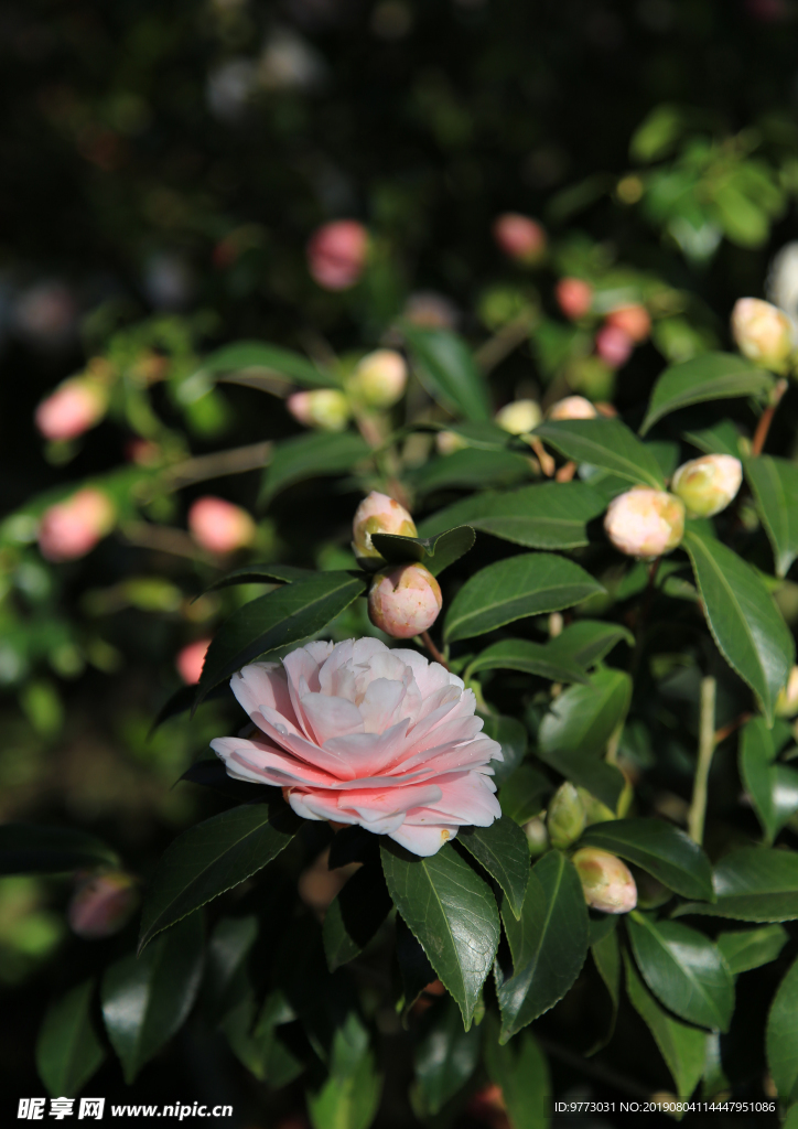茶花