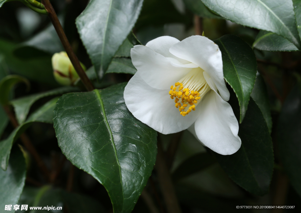 茶花