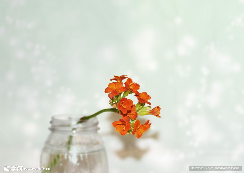 长寿花