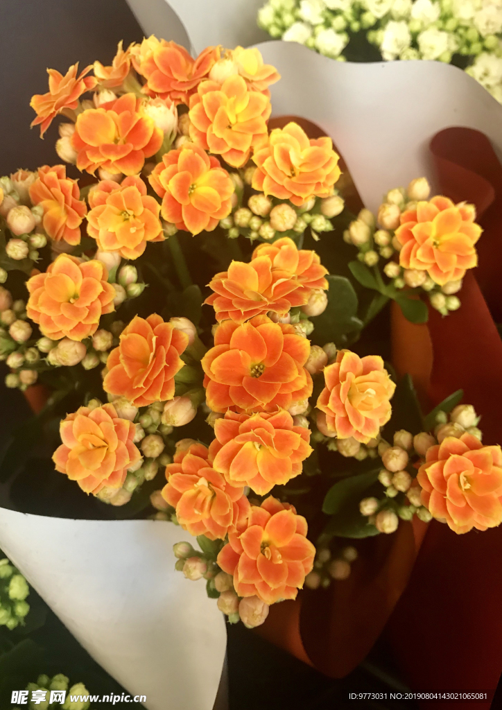 长寿花